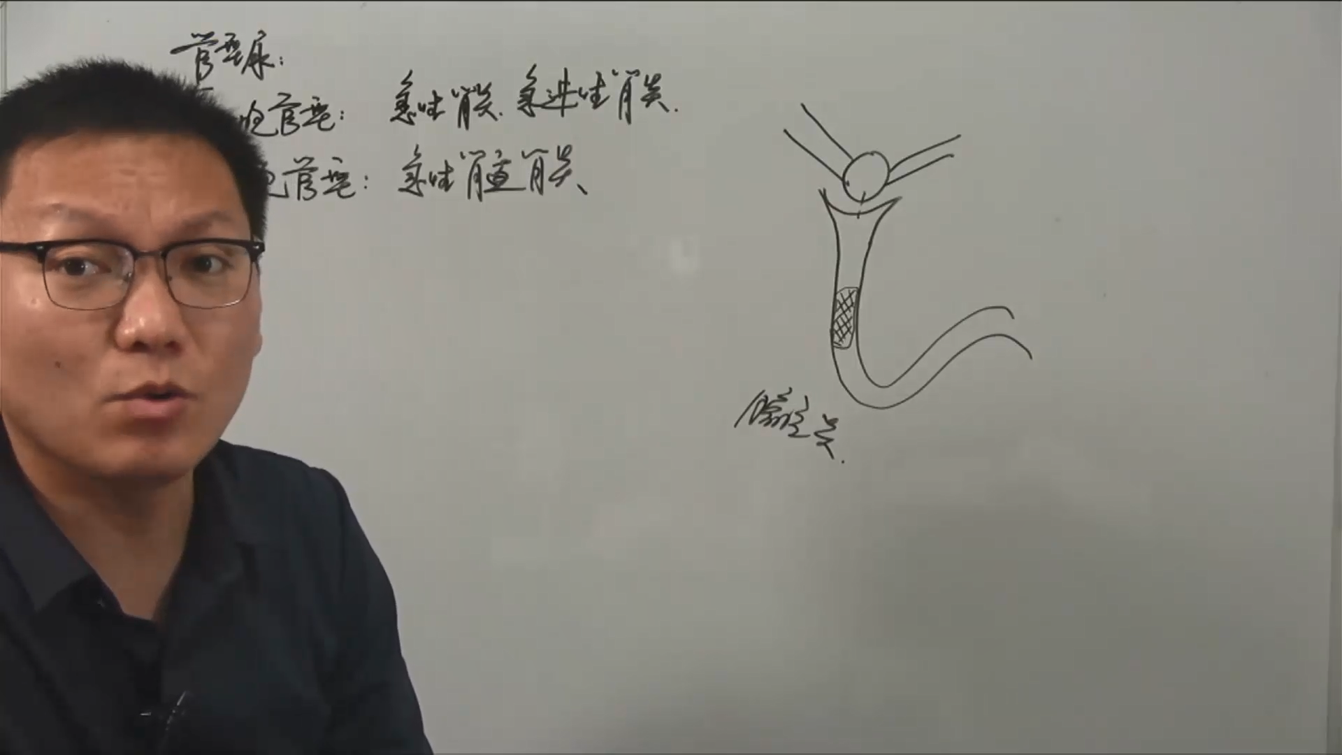 泌尿系统总论+急性肾小球肾炎